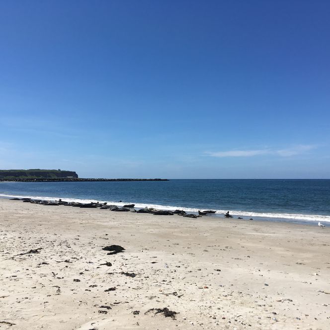 Robben am Strand von Helgoland an einem Sommertag. Der Himmel ist blau.