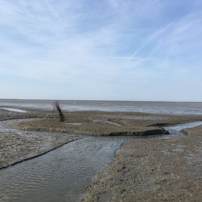 Blick ins Wattenmeer vor Neuwerk bei Ebbe.
