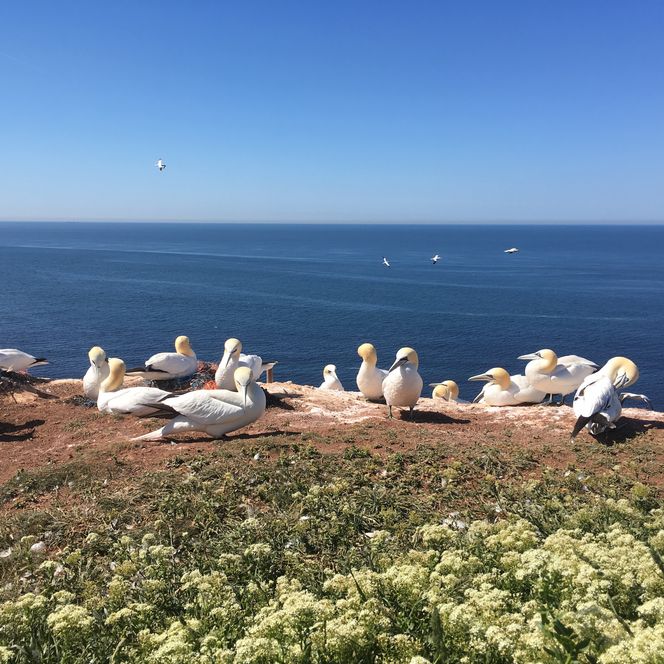 Basstölpel sitzen auf der "Langen Anna" auf Helgoland an einem Sommertag. 