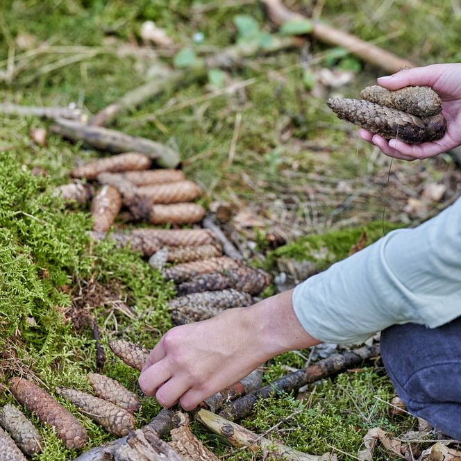 Nahaufnahme von zwei Händen, die Tannenzapfen im Wald sammeln. 