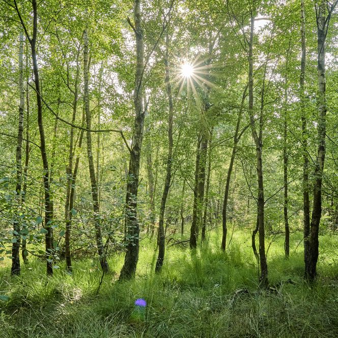 Der Wernerwald in Cuxhaven-Sahlenburg bei Sonnenschein.